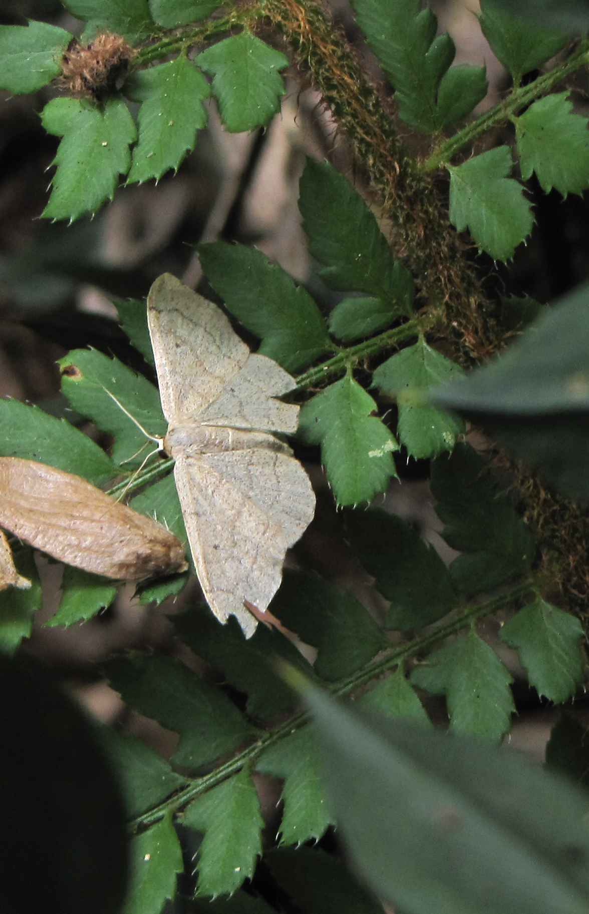 idaea